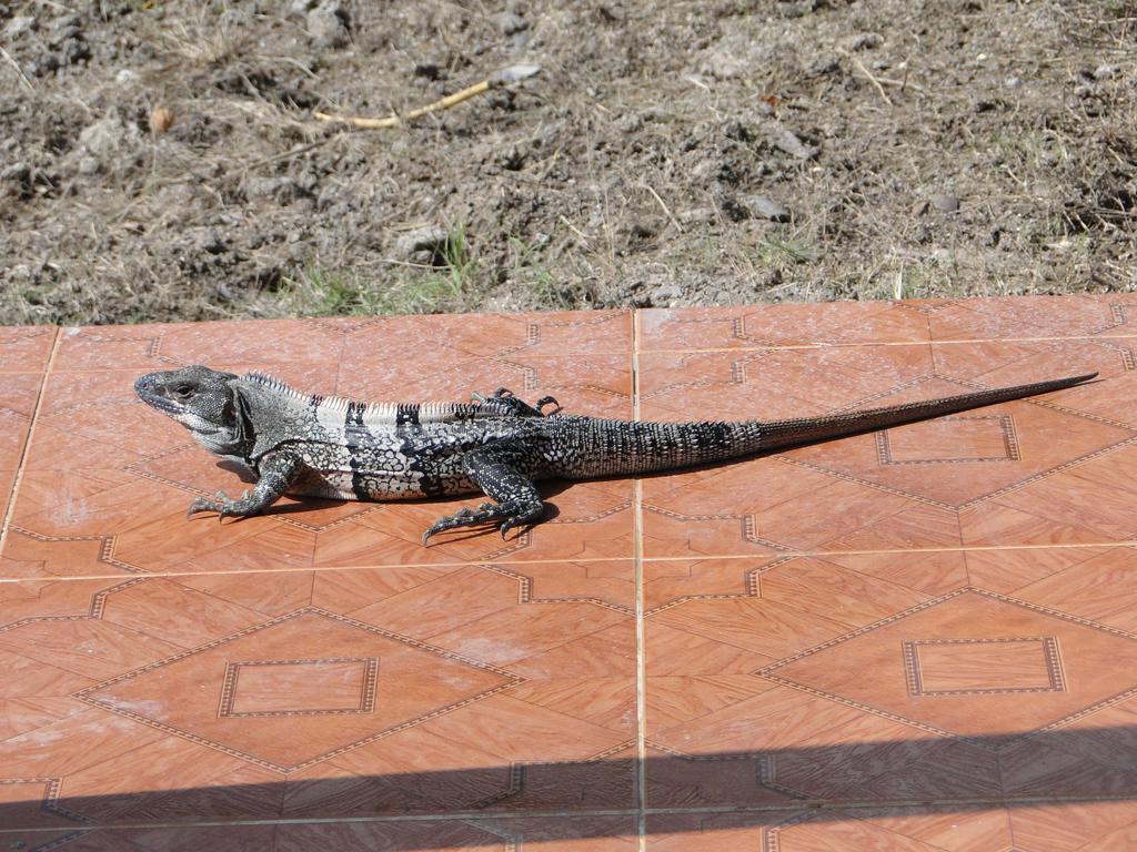 Posada Sunshine Paradise Providencia Island Buitenkant foto