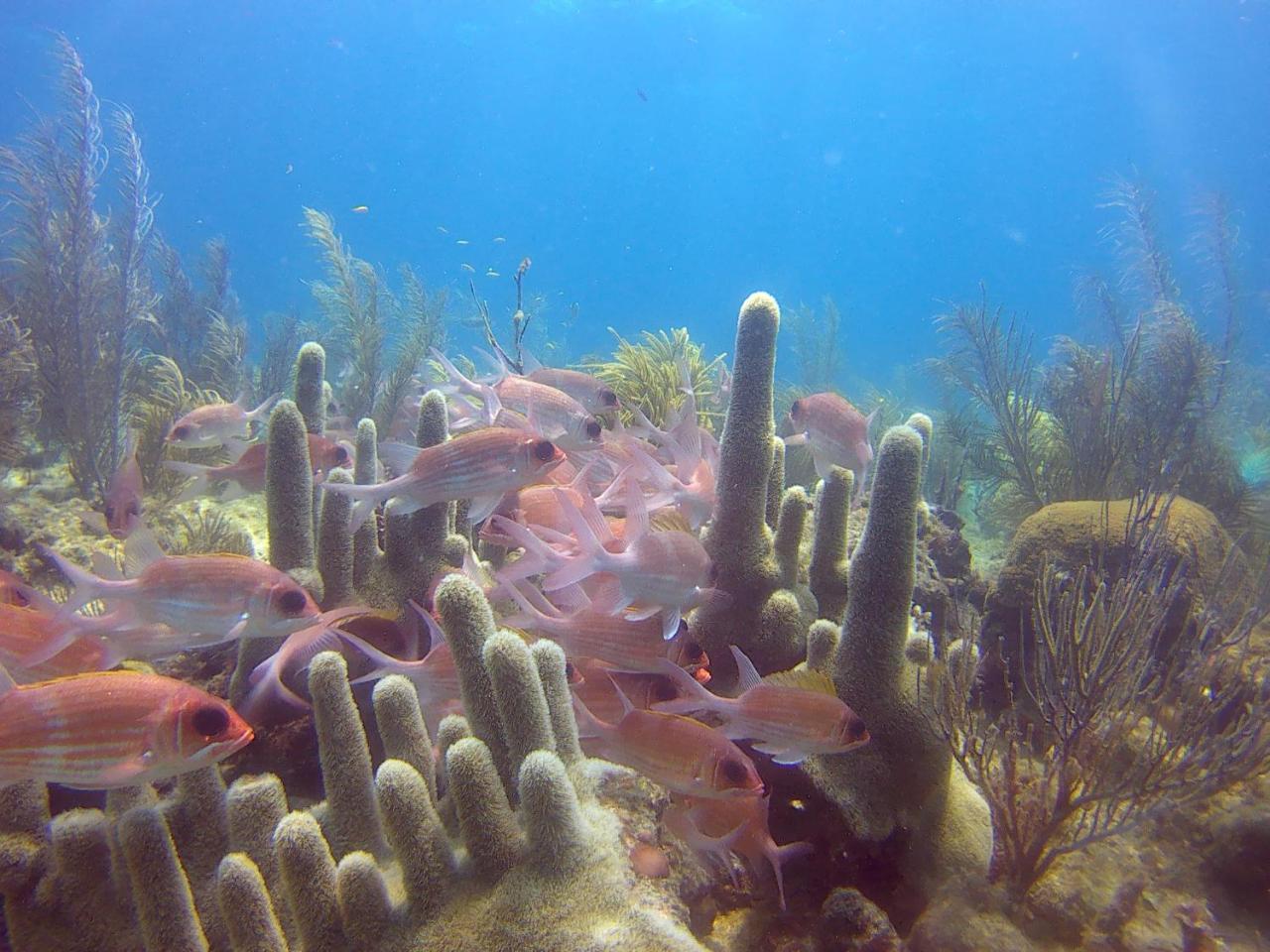 Posada Sunshine Paradise Providencia Island Buitenkant foto